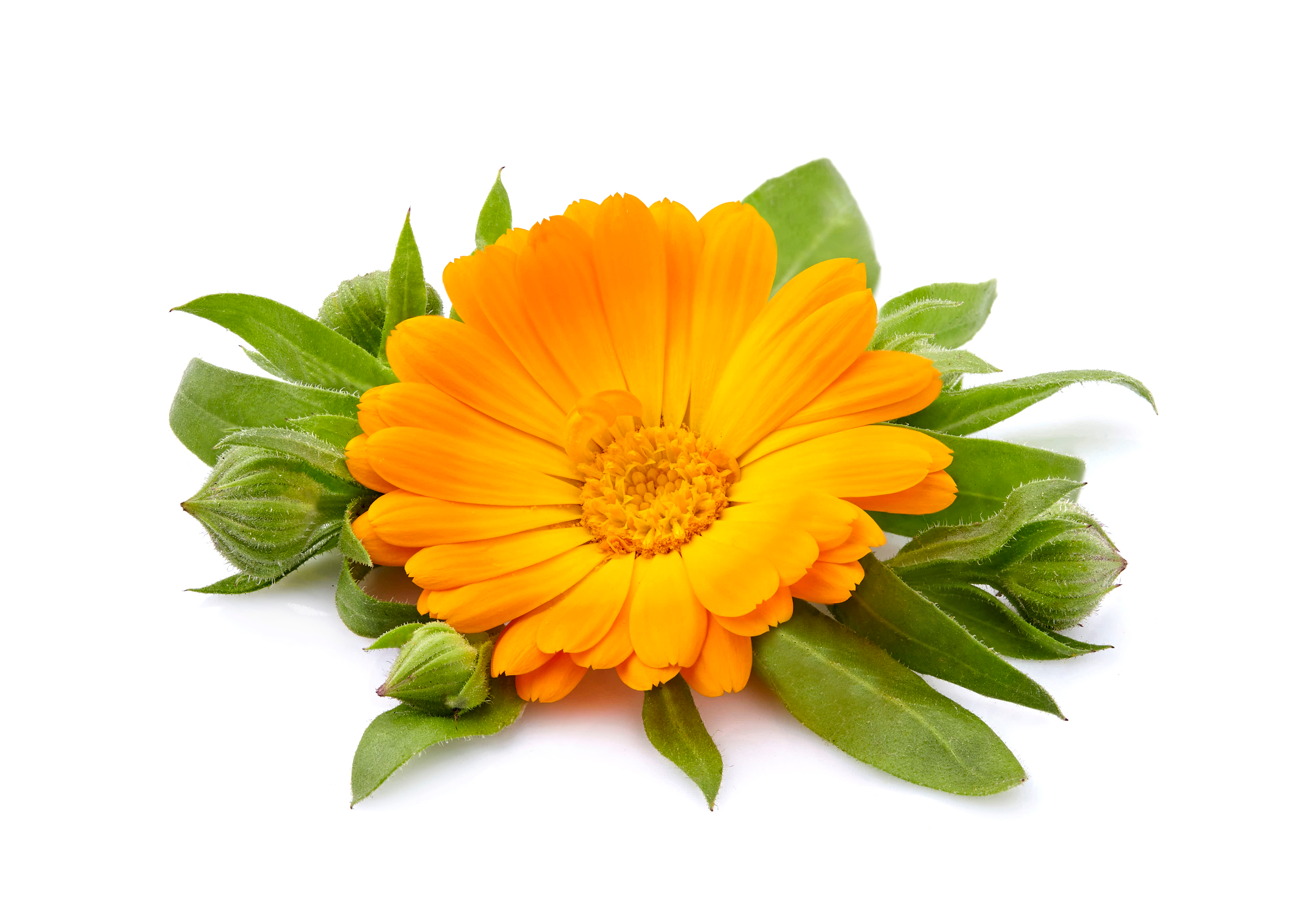 Calendula officinalis 