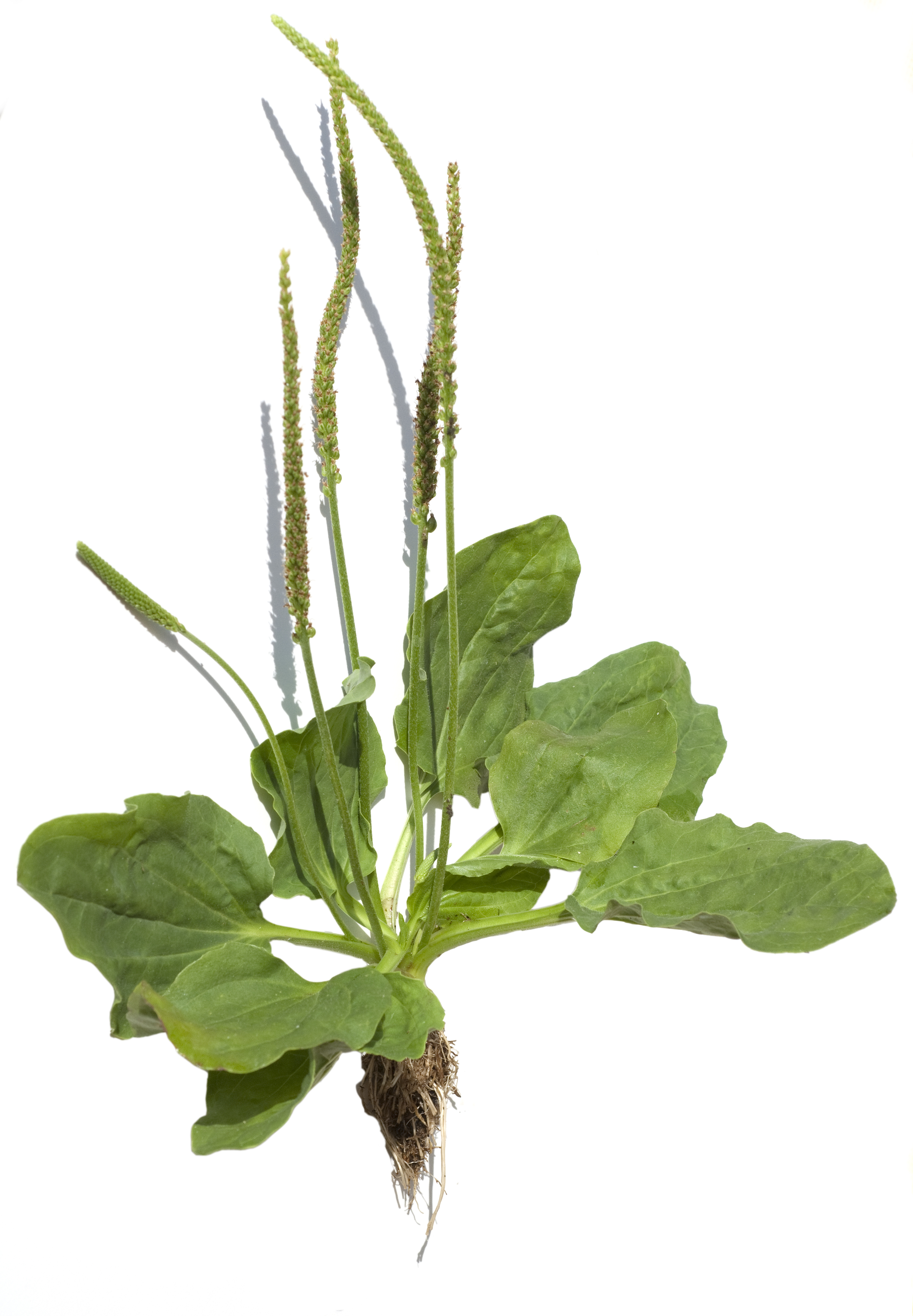 Plantago major